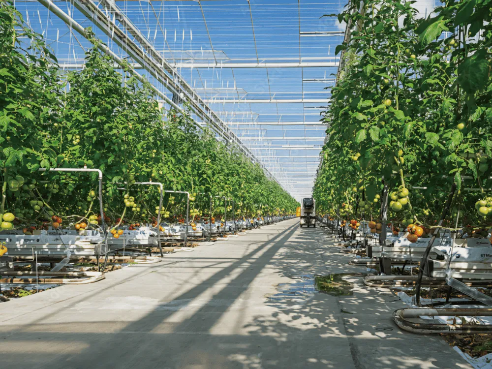 Smart Greenhouse For Sale